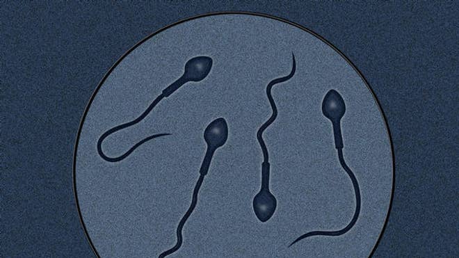 sperm graphic.jpg